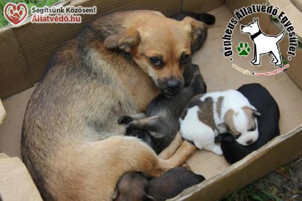 Adó egy százalék - állatvédelem, kutya - cica mentés támogatása